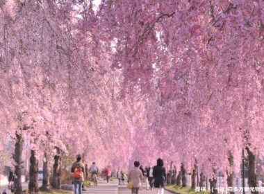 1000本の喜多方しだれ桜トンネル＆旬のいちご狩り