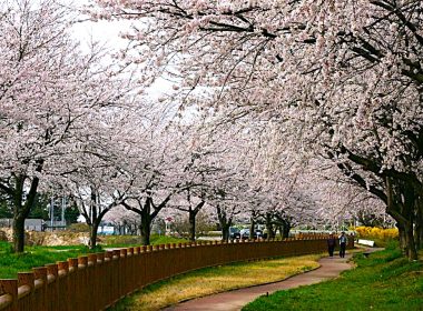 「2000本の桜のトンネル」加治川堤桜とホテルランチ