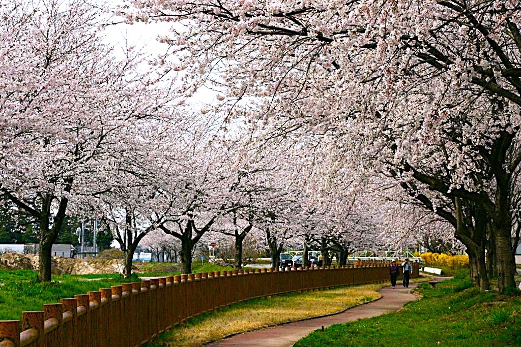 「2000本の桜のトンネル」加治川堤桜とホテルランチ