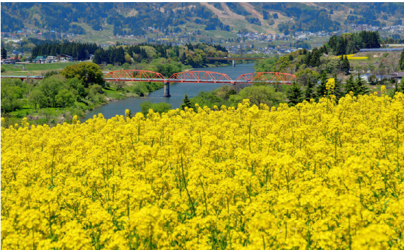 千曲川を望む「菜の花畑」鑑賞と善光寺参拝・おやきファーム