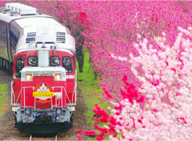 【ツアー中止】お花見！わたらせ渓谷鉄道トロッコ列車と赤城南面千本桜