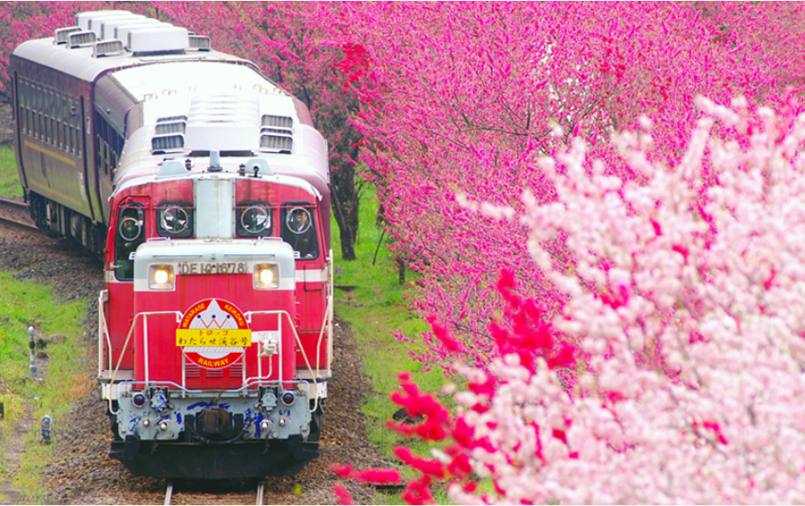 【ツアー中止】お花見！わたらせ渓谷鉄道トロッコ列車と赤城南面千本桜
