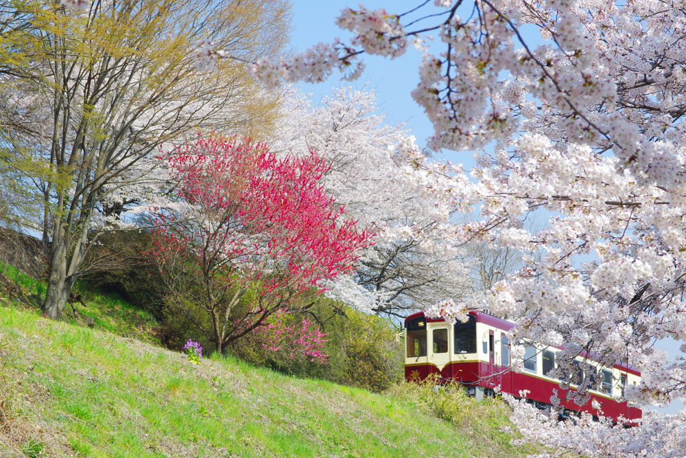 【ツアー中止】お花見！わたらせ渓谷鉄道トロッコ列車と赤城南面千本桜