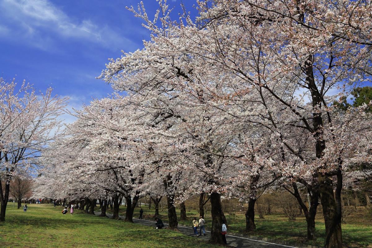 【ツアー中止】お花見！わたらせ渓谷鉄道トロッコ列車と赤城南面千本桜