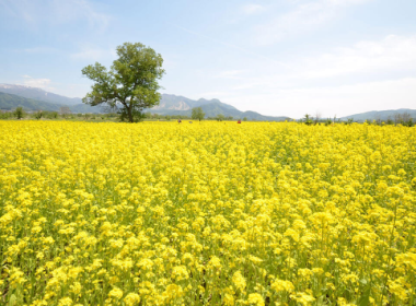 千曲川を望む「菜の花畑」鑑賞と善光寺参拝・おやきファーム