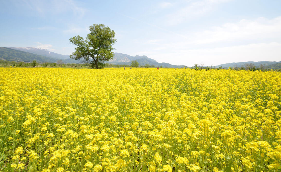 千曲川を望む「菜の花畑」鑑賞と善光寺参拝・おやきファーム