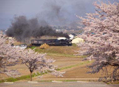 お花見！「SLばんえつ物語号」と喜多方しだれ桜
