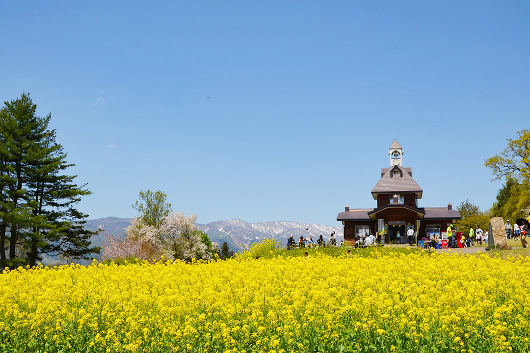千曲川を望む「菜の花畑」鑑賞と善光寺参拝・おやきファーム