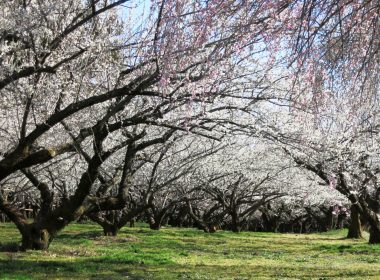 群馬三大梅林「みさと梅林」とイタリアンブッフェ＆いちご食べ放題