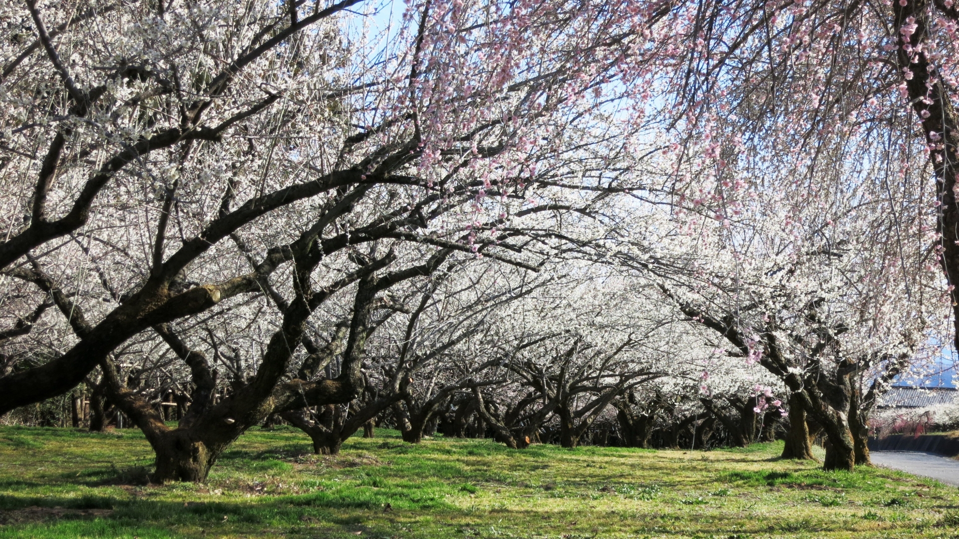 群馬三大梅林「みさと梅林」とイタリアンブッフェ＆いちご食べ放題