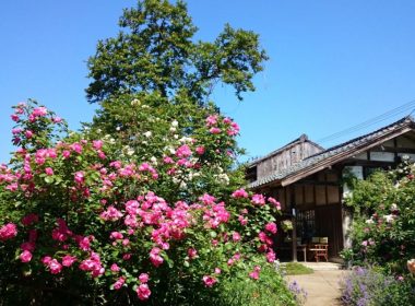 二宮家庭園とバラ園＆割烹「蛍」で昼食・古町芸妓鑑賞