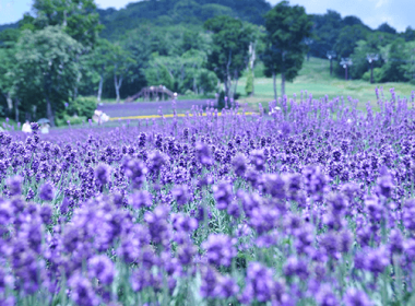たんばらラベンダーパーク＆もも狩り・ロックハート城