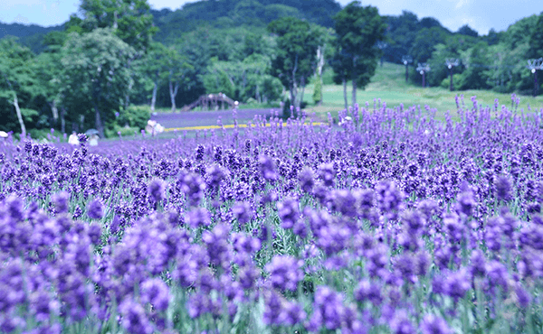 たんばらラベンダーパーク＆もも狩り・ロックハート城