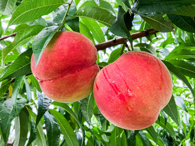 たんばらラベンダーパーク＆もも狩り・ロックハート城