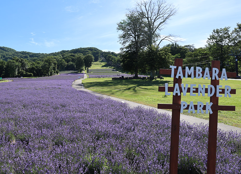 たんばらラベンダーパーク＆もも狩り・ロックハート城